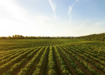 Agro fecha 2025 com inadimplência em alta, aponta Serasa