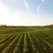 Agro fecha 2025 com inadimplência em alta, aponta Serasa