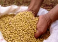 Mato Grosso lidera avanço da soja sustentável e impulsiona Brasil a superar 2 milhões de hectares certificados