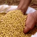 Mato Grosso lidera avanço da soja sustentável e impulsiona Brasil a superar 2 milhões de hectares certificados