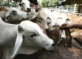 Uso excessivo de antibióticos pode gerar impacto bilionário no agronegócio