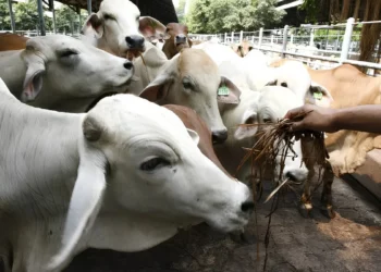 Uso excessivo de antibióticos pode gerar impacto bilionário no agronegócio