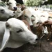 Uso excessivo de antibióticos pode gerar impacto bilionário no agronegócio
