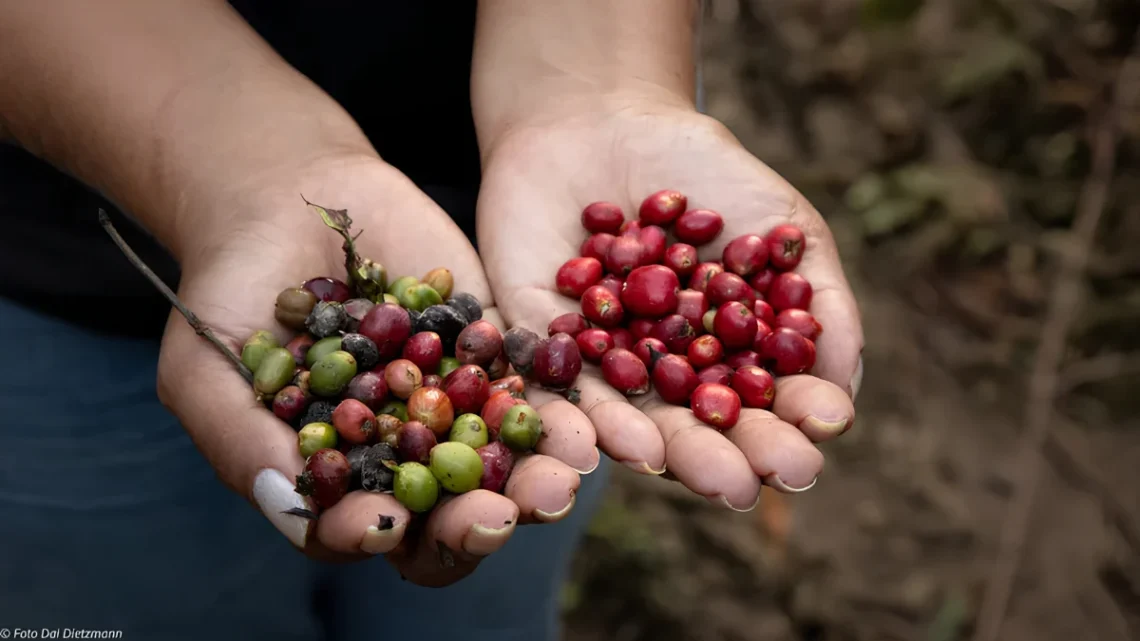 (Apuí Agroflorestal/Divulgação)