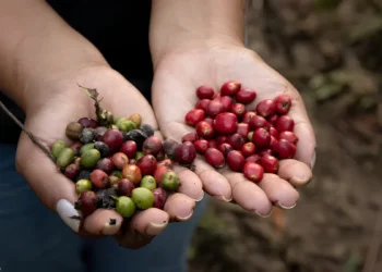 Crédito e políticas públicas ainda limitam expansão dos sistemas agroflorestais na Amazônia