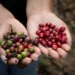 Crédito e políticas públicas ainda limitam expansão dos sistemas agroflorestais na Amazônia