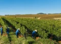 Vinícula gaúcha transforma cinco anos de dados climáticos em ganhos nos vinhedos