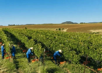 Vinícula gaúcha transforma cinco anos de dados climáticos em ganhos nos vinhedos