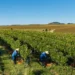 Vinícula gaúcha transforma cinco anos de dados climáticos em ganhos nos vinhedos