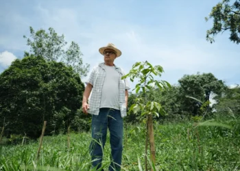 Fazenda em MG alcança 99,7% de sobrevivência em reflorestamento