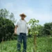 Fazenda em MG alcança 99,7% de sobrevivência em reflorestamento