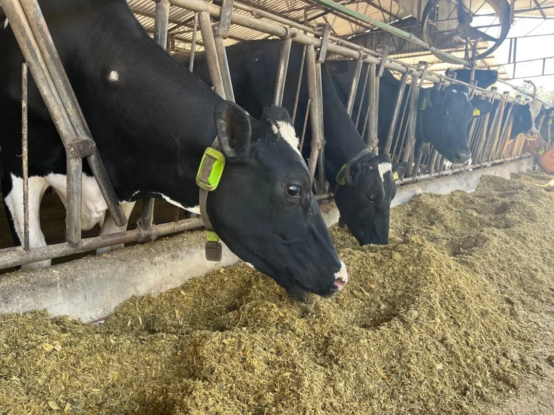 Divulgação Fazenda Engenho Velho