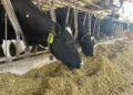 Mercado financeiro fecha primeira operação de crédito com ‘vacas tokenizadas’ na B3