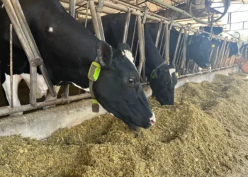 Mercado financeiro fecha primeira operação de crédito com ‘vacas tokenizadas’ na B3