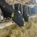 Mercado financeiro fecha primeira operação de crédito com ‘vacas tokenizadas’ na B3