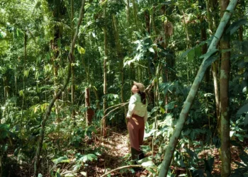 Projeto da Vivo inicia restauração de floresta na Amazônia após um ano