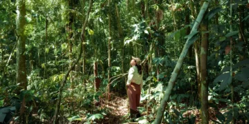 Projeto da Vivo inicia restauração de floresta na Amazônia após um ano