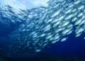 Aquicultura sustentável avança no Chile e fortalece demanda por insumos certificados na cadeia do salmão