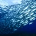 Aquicultura sustentável avança no Chile e fortalece demanda por insumos certificados na cadeia do salmão