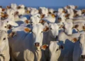 Carne bovina brasileira rende quase US$ 10 bilhões com exportações recordes, diz Abiec