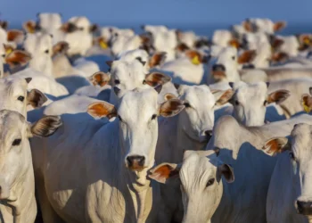 Carne bovina brasileira rende quase US$ 10 bilhões com exportações recordes, diz Abiec
