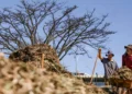 Brasília recebe sistemas agroecológicos inspirados em quatro biomas brasileiros